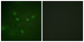 NFAT5 (phospho Ser1197) rabbit pAb