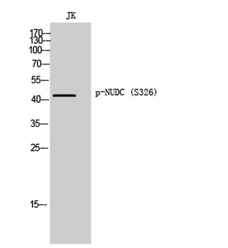 NUDC (phospho Ser326) rabbit pAb