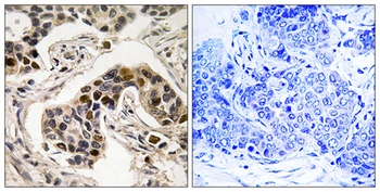 NUDC (phospho Ser326) rabbit pAb