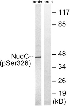 NUDC (phospho Ser326) rabbit pAb