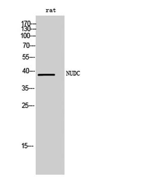 NUDC rabbit pAb Antibody