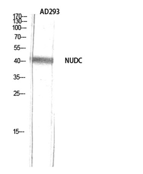 NUDC rabbit pAb Antibody
