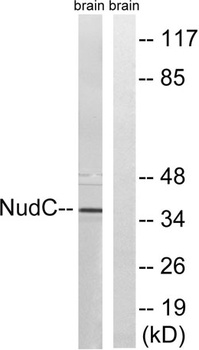 NUDC rabbit pAb Antibody