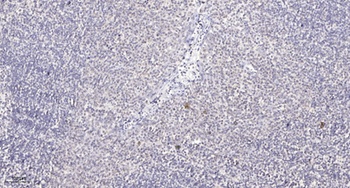 NUDC rabbit pAb Antibody