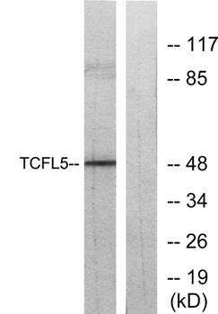 TCFL5 rabbit pAb