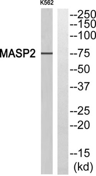 MASP-2 rabbit pAb