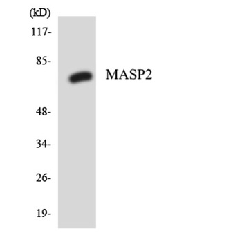 MASP-2 rabbit pAb