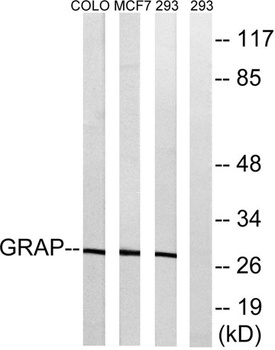 Grap rabbit pAb Antibody
