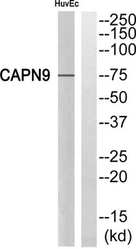 Calpain 9 rabbit pAb Antibody