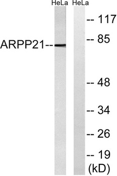 ARPP-21 rabbit pAb