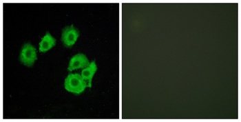 CysLTR1 rabbit pAb