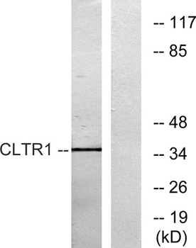 CysLTR1 rabbit pAb