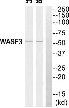 WAVE3 rabbit pAb