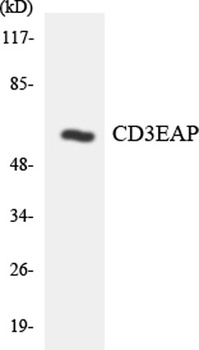 CD3EAP antibody