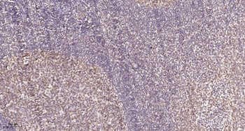 CD3EAP rabbit pAb