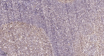 CD3EAP antibody