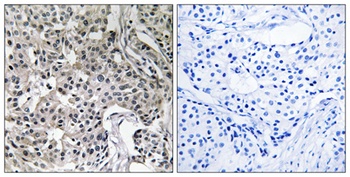 USP19 antibody