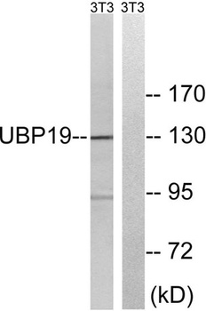USP19 rabbit pAb