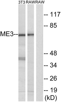 ME3 antibody