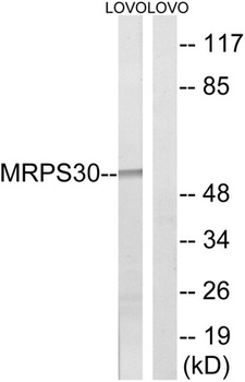 MRP-S30 rabbit pAb