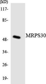 MRP-S30 rabbit pAb