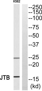 JTB antibody