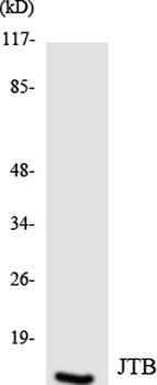 JTB antibody