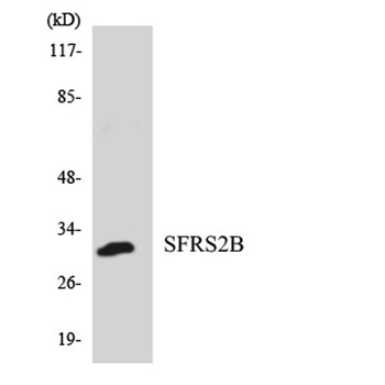 SRp46 rabbit pAb