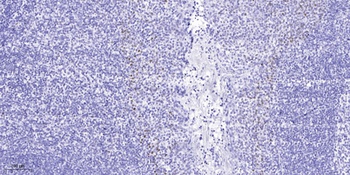 SRp46 antibody