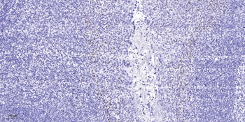 SRp46 rabbit pAb