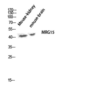 MRG15 antibody
