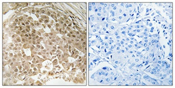 MRG15 antibody