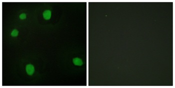 MRG15 antibody