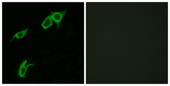 GPR75 antibody