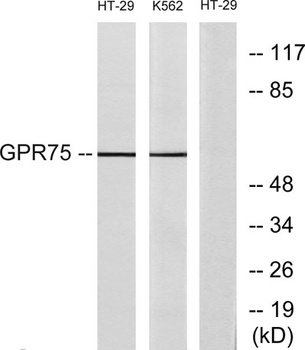GPR75 rabbit pAb