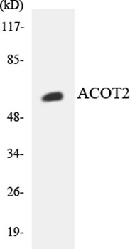 ACOT2 rabbit pAb