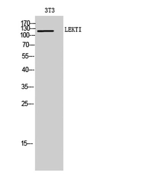 LEKTI antibody