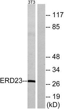 KDEL Receptor 3 rabbit pAb