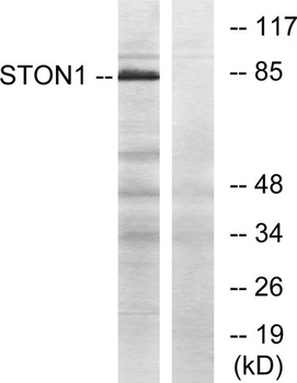 Stonin-1 antibody
