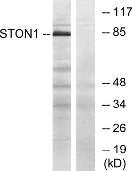 Stonin-1 rabbit pAb