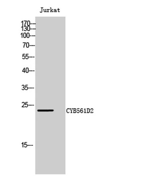 CYB561D2 rabbit pAb Antibody