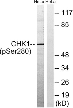 Chk1 (phospho-Ser280) antibody