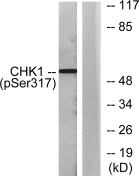 Chk1 (phospho Ser317) rabbit pAb