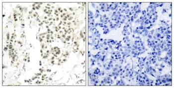 Chk1 (phospho Ser345) rabbit pAb