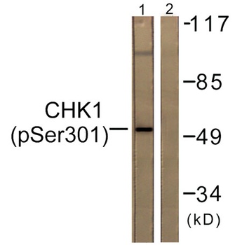 Chk1 (phospho Ser301) rabbit pAb