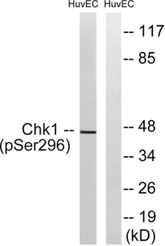 Chk1 (phospho-Ser296) antibody