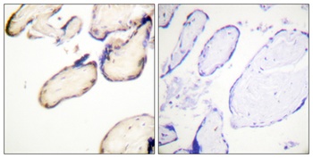 Cdc37 (phospho Ser13) rabbit pAb