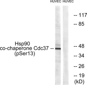 Cdc37 (phospho-Ser13) antibody