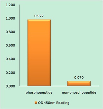 Chk2 (phospho Thr383) rabbit pAb Antibody