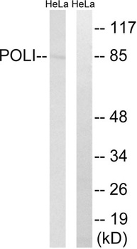 DNA pol ι rabbit pAb